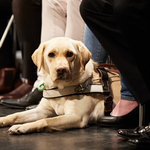 Seeing eye dog of a panellist at the 2022 ADM+S Symposium Service dog Ellie lies alert between Miceala Scott's feet as she speaks at the 2022 ADM+S Symposium